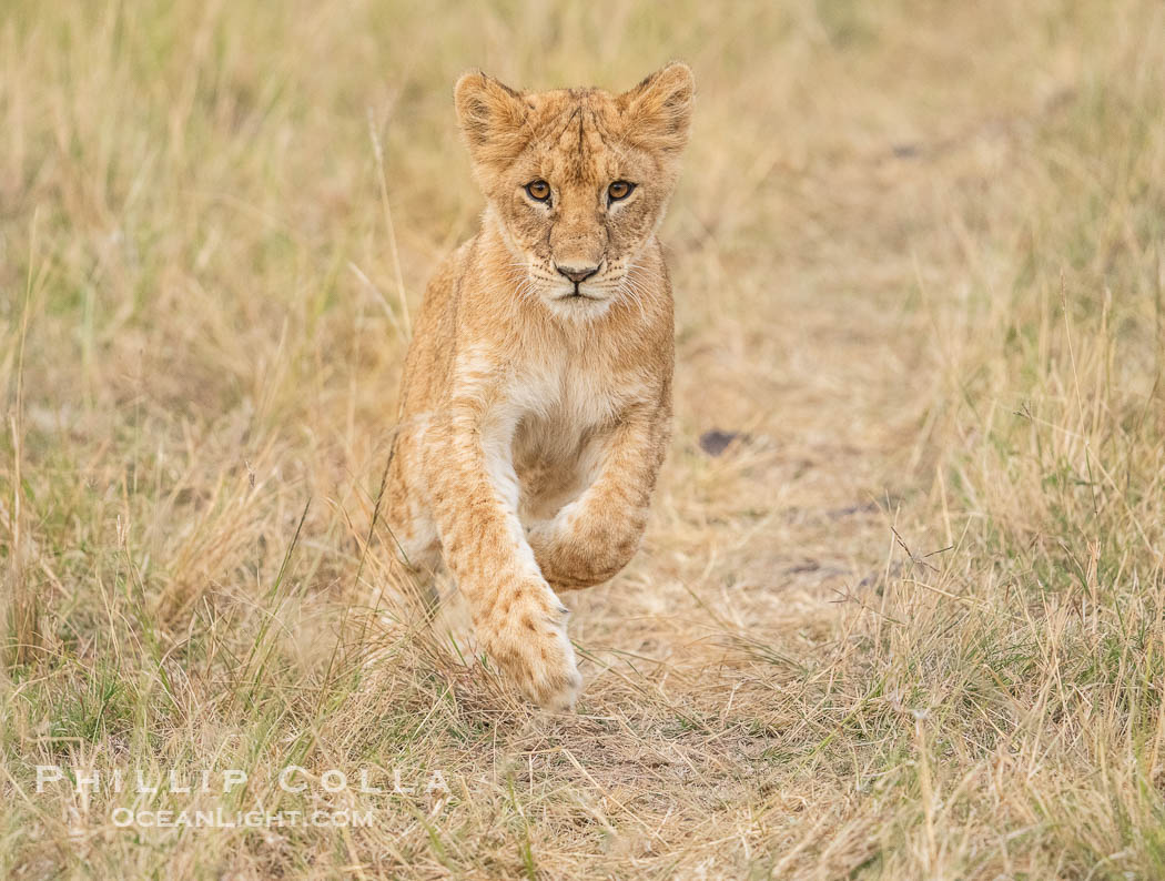 Young Lion Running, Mara North Conservancy, Kenya., Panthera leo, natural history stock photograph, photo id 39711