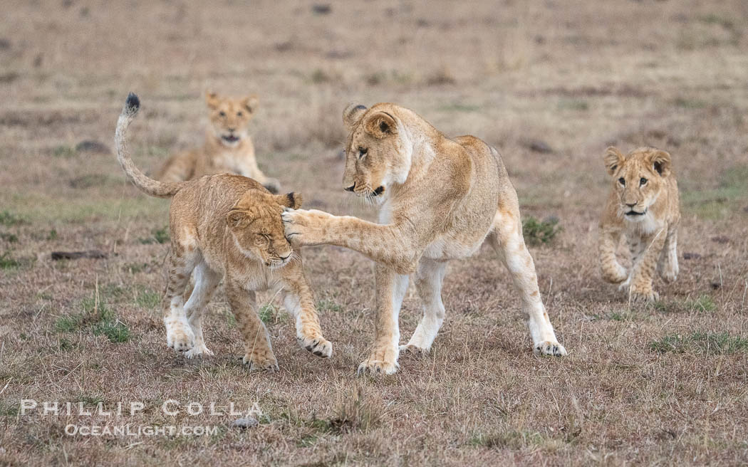 Young Lions Playing and Socializing, Greater Masai Mara, Kenya. Mara North Conservancy, Panthera leo, natural history stock photograph, photo id 39708