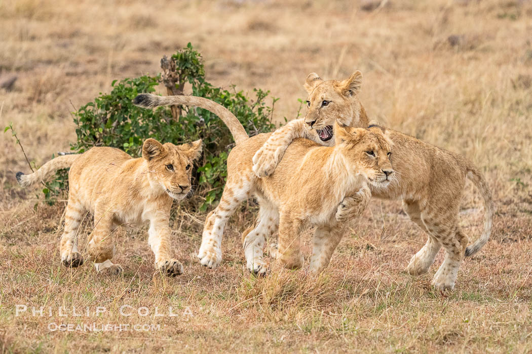 Young Lions Playing and Socializing, Greater Masai Mara, Kenya. Mara North Conservancy, Panthera leo, natural history stock photograph, photo id 39713