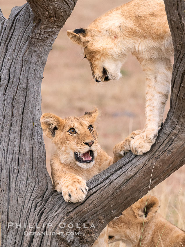 Young Lions Playing on a Dead Tree, Greater Masai Mara, Kenya. Mara North Conservancy, Panthera leo, natural history stock photograph, photo id 39710