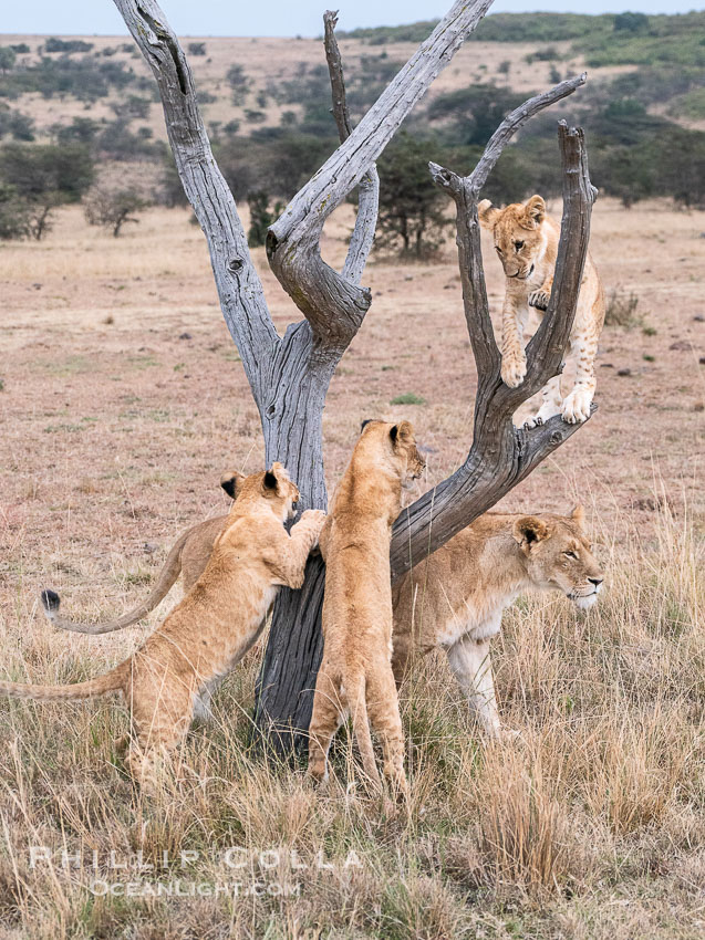 Young Lions Playing on a Dead Tree, Greater Masai Mara, Kenya. Mara North Conservancy, Panthera leo, natural history stock photograph, photo id 39709