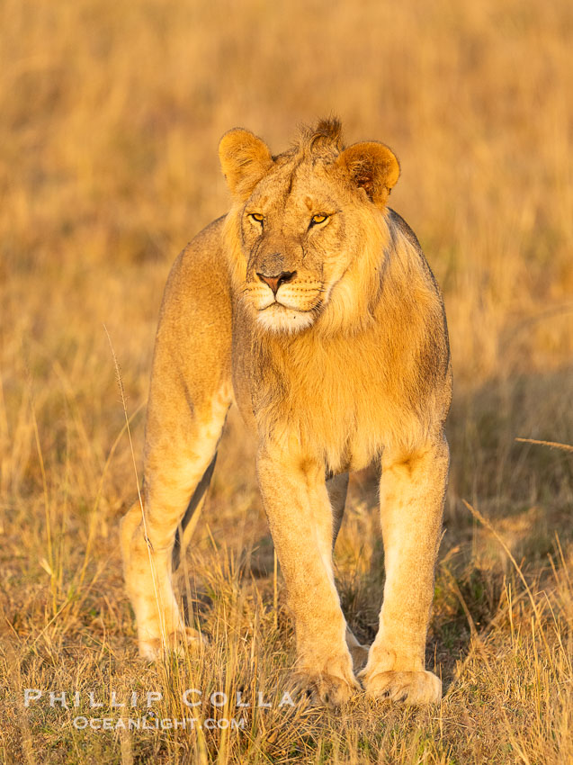 Young male lion, Mara North Conservancy, Kenya., Panthera leo, natural history stock photograph, photo id 39687