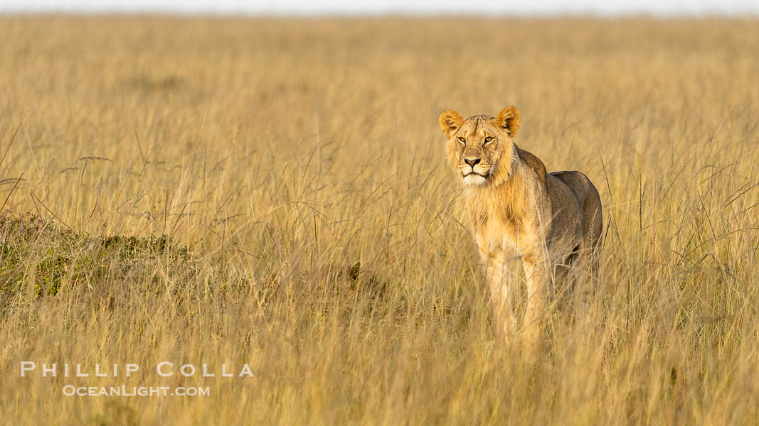 Young male lion, Mara North Conservancy, Kenya., Panthera leo, natural history stock photograph, photo id 39691