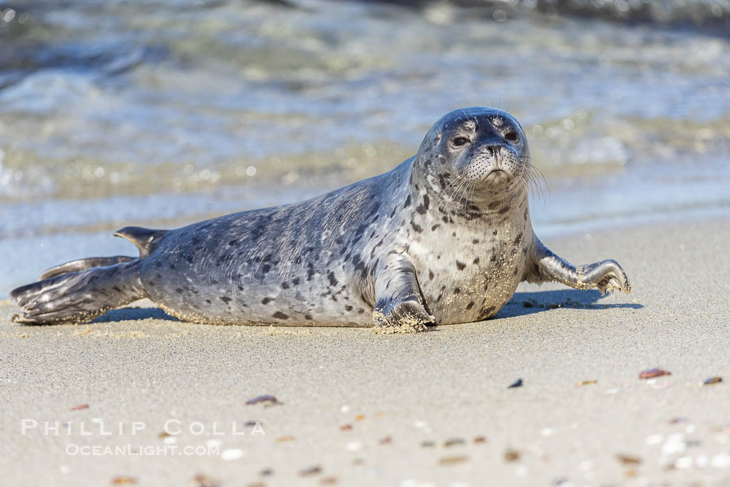 Young Pacific harbor seal pup, only a few days old. This pup will remain with its mother for only about six weeks, at which time it will be weaned and must forage for its own food. La Jolla, California, USA, Phoca vitulina richardsi, natural history stock photograph, photo id 40206