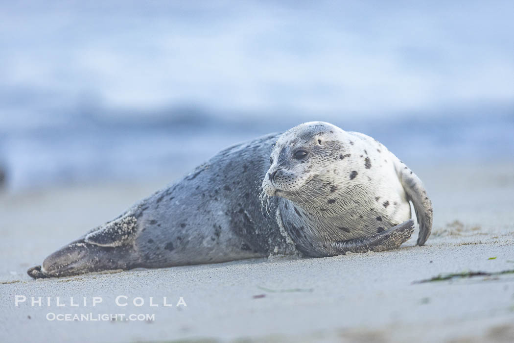 Young Pacific harbor seal pup, only a few days old. This pup will remain with its mother for only about six weeks, at which time it will be weaned and must forage for its own food., Phoca vitulina richardsi, natural history stock photograph, photo id 40230