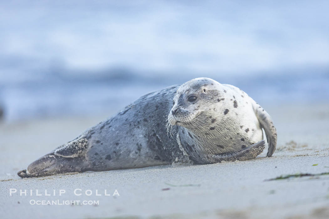 Young Pacific harbor seal pup, only a few days old. This pup will remain with its mother for only about six weeks, at which time it will be weaned and must forage for its own food. La Jolla, California, USA, Phoca vitulina richardsi, natural history stock photograph, photo id 40230