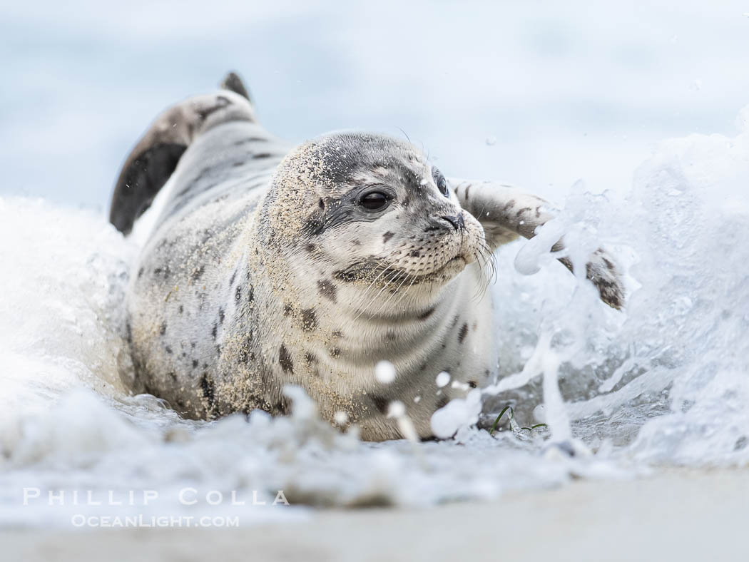 Young Pacific Harbor Seal pup splashed by a wave at the waters edge, on a white sand beach in San Diego. La Jolla, California, USA, Phoca vitulina richardsi, natural history stock photograph, photo id 39065