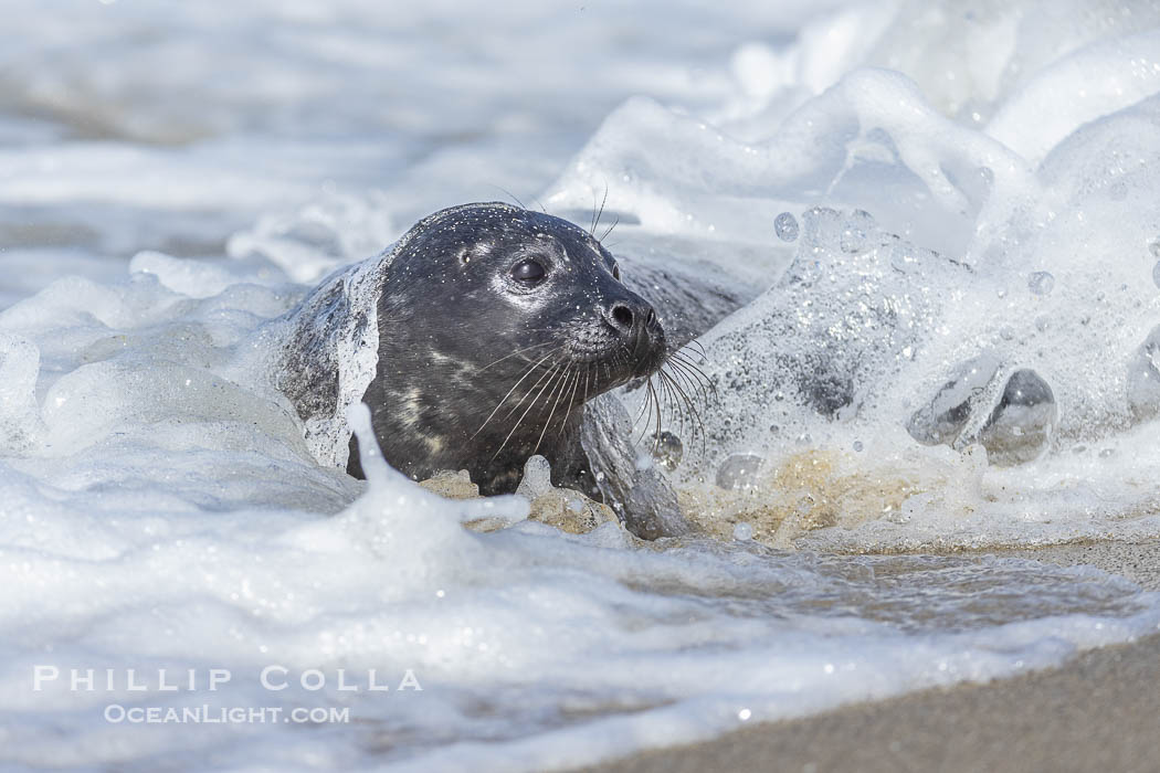 Young Pacific harbor seal pup, only a few days old, in surf at the edge of the ocean. This pup will remain with its mother for only about six weeks, at which time it will be weaned and must forage for its own food. La Jolla, California, USA, Phoca vitulina richardsi, natural history stock photograph, photo id 40226