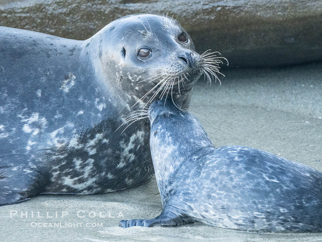 Pacific Harbor Seal Pup in La Jolla About One Week Old With Its Mother. This young seal will be weaned off its mothers milk and care when it is about four to six weeks old, and before that time it must learn how to forage for food on its own, a very difficult time for a young seal. California, USA, Phoca vitulina richardsi, natural history stock photograph, photo id 41006
