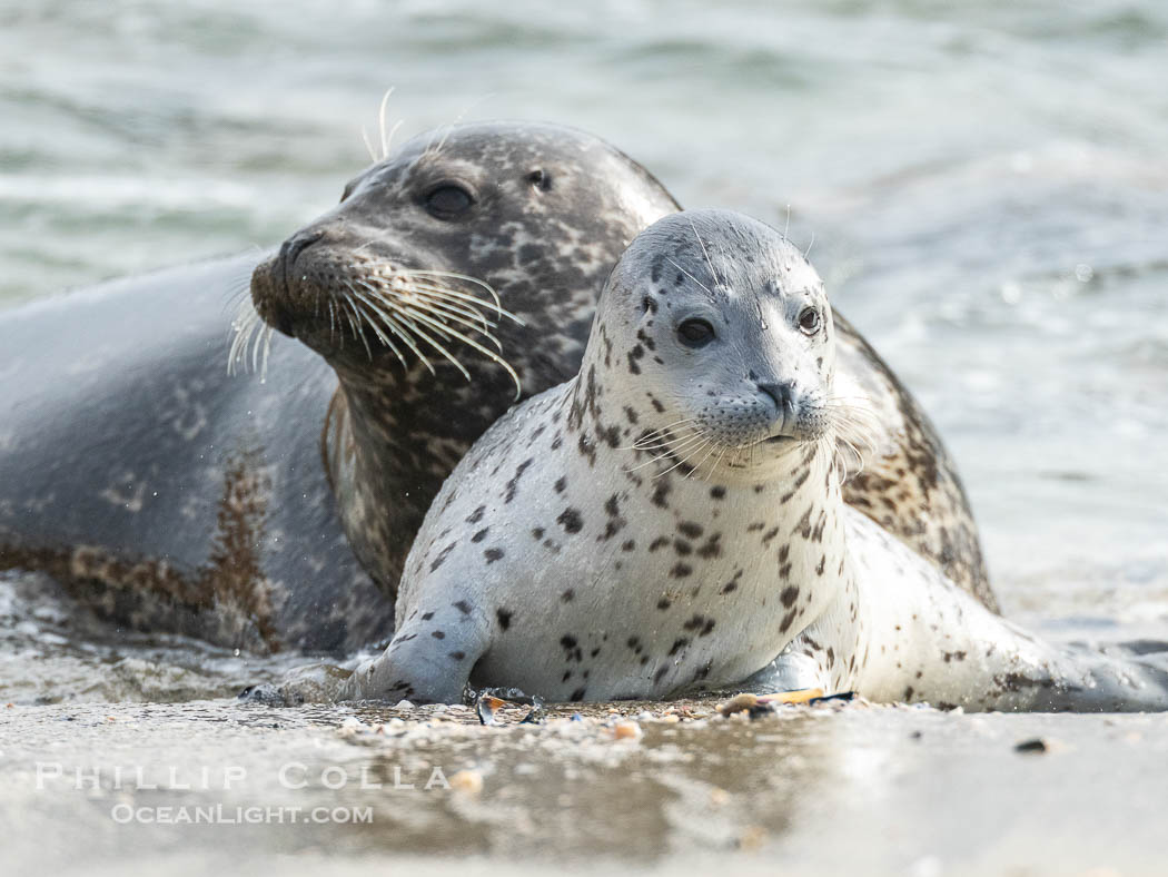 Pacific Harbor Seal Pup in La Jolla About One Week Old With Its Mother. This young seal will be weaned off its mothers milk and care when it is about four to six weeks old, and before that time it must learn how to forage for food on its own, a very difficult time for a young seal. California, USA, Phoca vitulina richardsi, natural history stock photograph, photo id 41014
