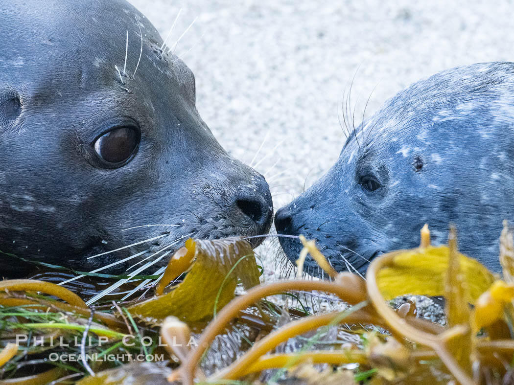 Pacific Harbor Seal Pup in La Jolla About One Week Old With Its Mother. This young seal will be weaned off its mothers milk and care when it is about four to six weeks old, and before that time it must learn how to forage for food on its own, a very difficult time for a young seal. California, USA, Phoca vitulina richardsi, natural history stock photograph, photo id 41004