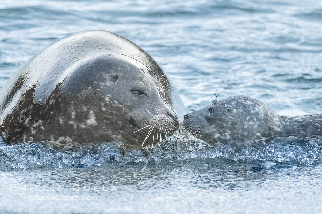 Pacific Harbor Seal Pup in La Jolla About One Week Old With Its Mother. This young seal will be weaned off its mothers milk and care when it is about four to six weeks old, and before that time it must learn how to forage for food on its own, a very difficult time for a young seal. California, USA, Phoca vitulina richardsi, natural history stock photograph, photo id 41008