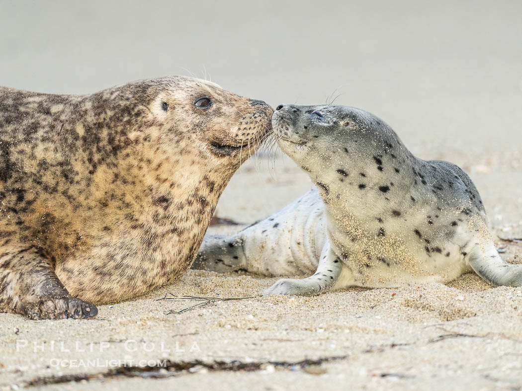 Pacific Harbor Seal Pup in La Jolla About One Week Old With Its Mother. This young seal will be weaned off its mothers milk and care when it is about four to six weeks old, and before that time it must learn how to forage for food on its own, a very difficult time for a young seal. California, USA, Phoca vitulina richardsi, natural history stock photograph, photo id 41012