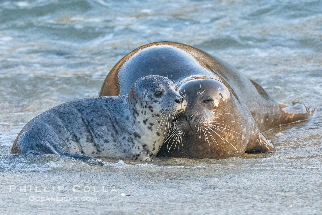 Pacific Harbor Seal Pup in La Jolla About One Week Old With Its Mother. This young seal will be weaned off its mothers milk and care when it is about four to six weeks old, and before that time it must learn how to forage for food on its own, a very difficult time for a young seal. California, USA, Phoca vitulina richardsi, natural history stock photograph, photo id 41016