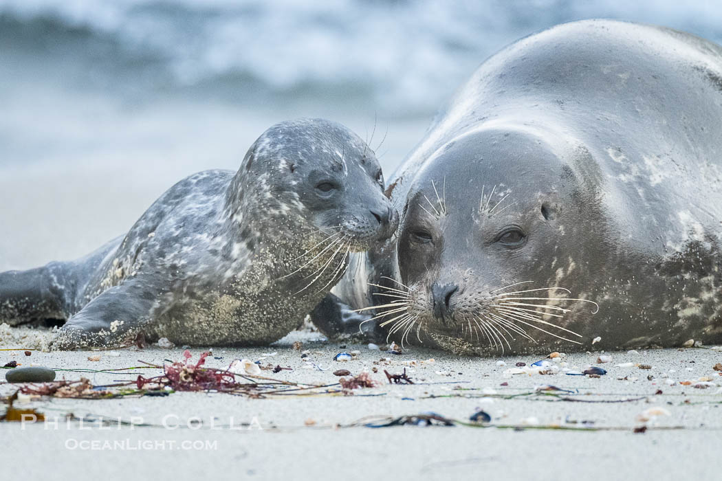 Pacific Harbor Seal Pup in La Jolla About One Week Old With Its Mother. This young seal will be weaned off its mothers milk and care when it is about four to six weeks old, and before that time it must learn how to forage for food on its own, a very difficult time for a young seal. California, USA, Phoca vitulina richardsi, natural history stock photograph, photo id 41009