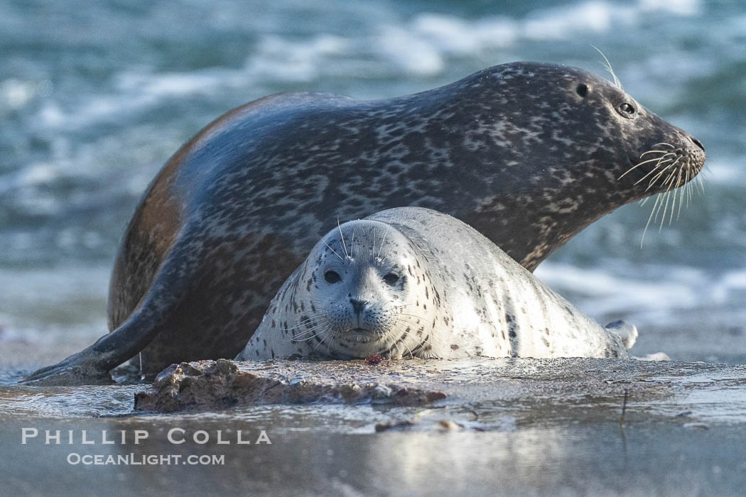 Pacific Harbor Seal Pup in La Jolla About One Week Old With Its Mother. This young seal will be weaned off its mothers milk and care when it is about four to six weeks old, and before that time it must learn how to forage for food on its own, a very difficult time for a young seal. California, USA, Phoca vitulina richardsi, natural history stock photograph, photo id 41013
