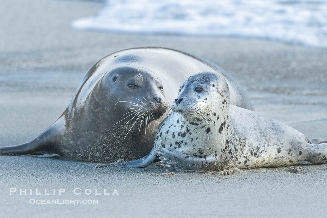 Pacific Harbor Seal Pup in La Jolla About One Week Old With Its Mother. This young seal will be weaned off its mothers milk and care when it is about four to six weeks old, and before that time it must learn how to forage for food on its own, a very difficult time for a young seal. California, USA, Phoca vitulina richardsi, natural history stock photograph, photo id 41017