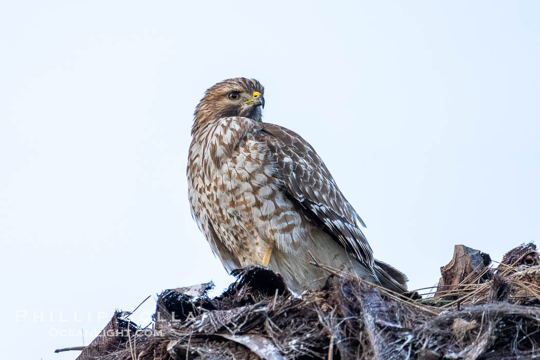 Young Red Shouldered Hawk Buteo lineatus in La Jolla. California, USA, Buteo lineatus, natural history stock photograph, photo id 40028