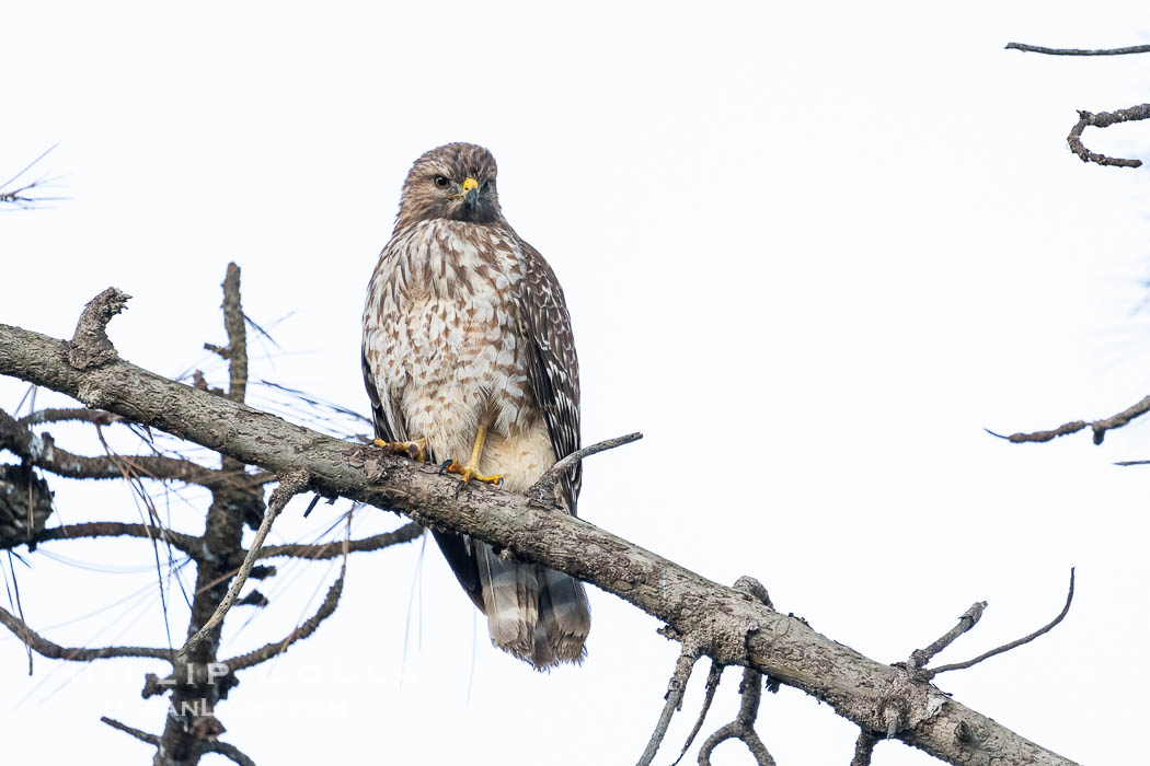 Young Red Shouldered Hawk Buteo lineatus in La Jolla. California, USA, Buteo lineatus, natural history stock photograph, photo id 39830