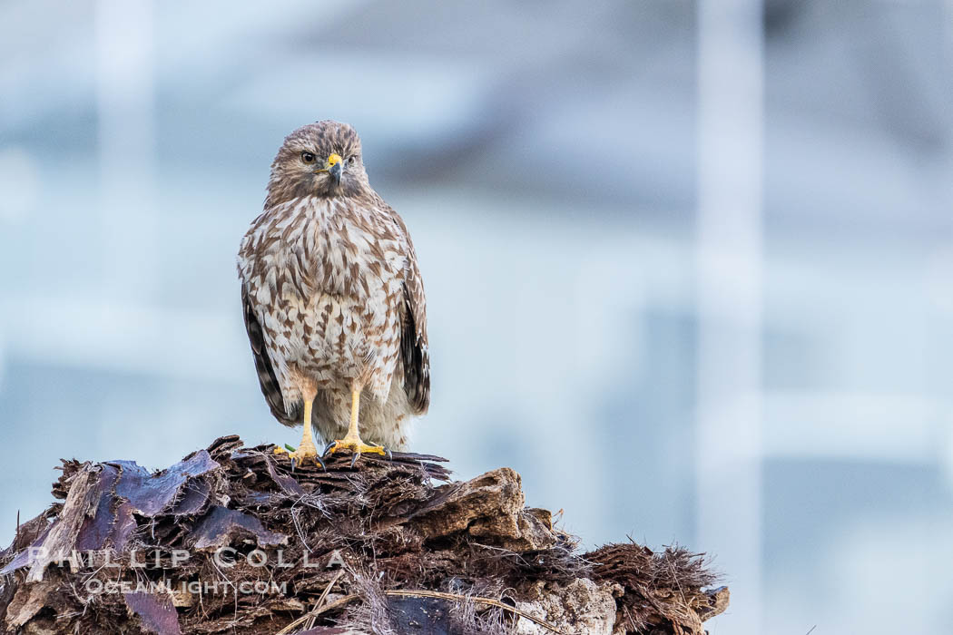 Young Red Shouldered Hawk Buteo lineatus in La Jolla. California, USA, Buteo lineatus, natural history stock photograph, photo id 39829