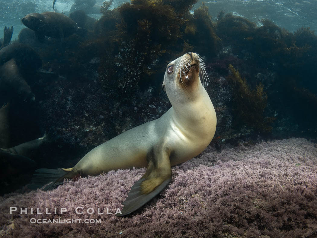 Female sea lion at the Coronado Islands, Baja California, Mexico, Zalophus californianus, Coronado Islands (Islas Coronado)