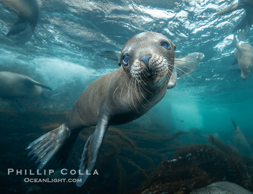 Young sea lion at the Coronado Islands, Baja California, Mexico, Zalophus californianus, Coronado Islands (Islas Coronado)