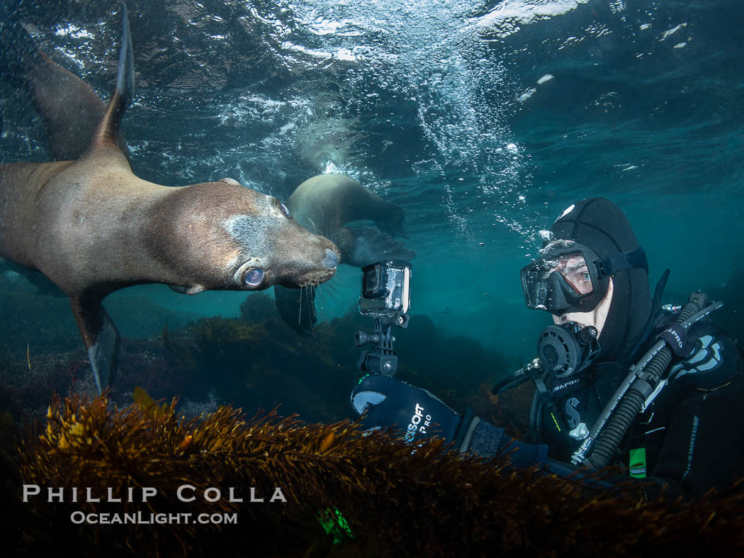 Young sea lion at the Coronado Islands, Baja California, Mexico, Zalophus californianus, Coronado Islands (Islas Coronado)