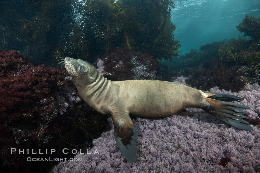 Young sea lion at the Coronado Islands, Baja California, Mexico. Coronado Islands (Islas Coronado), Zalophus californianus, natural history stock photograph, photo id 37317