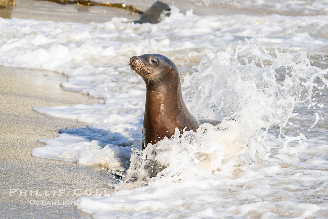 Young Sea Lion In Foam and Waves In La Jolla Cove, Zalophus californianus