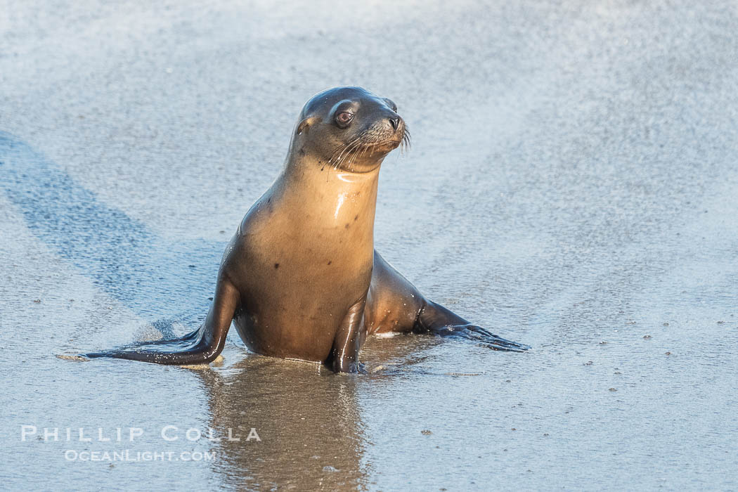 Young Sea Lion, La Jolla Cove., natural history stock photograph, photo id 41731