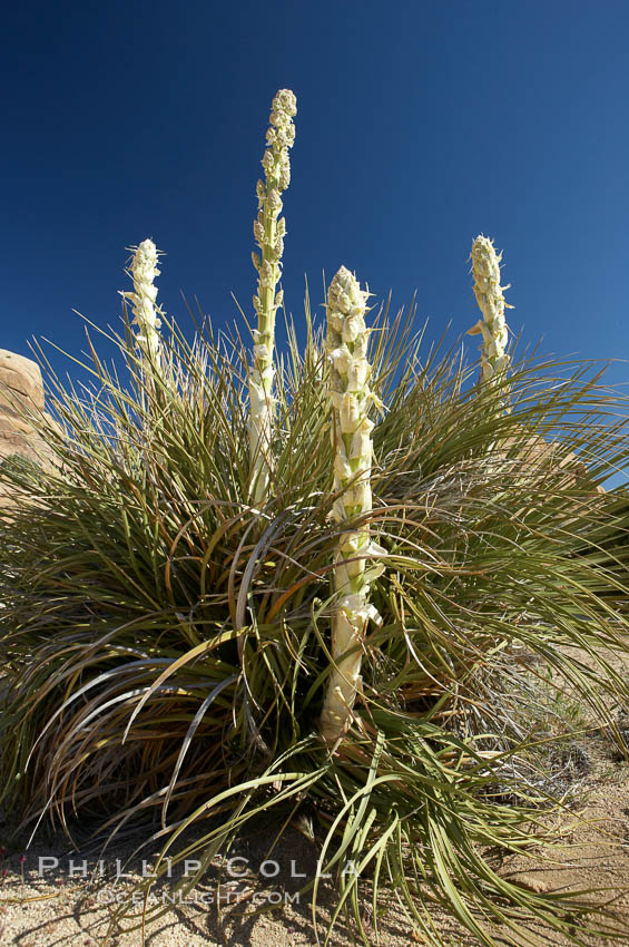 Unidentified yucca or agave. Joshua Tree National Park, California, USA, natural history stock photograph, photo id 11914