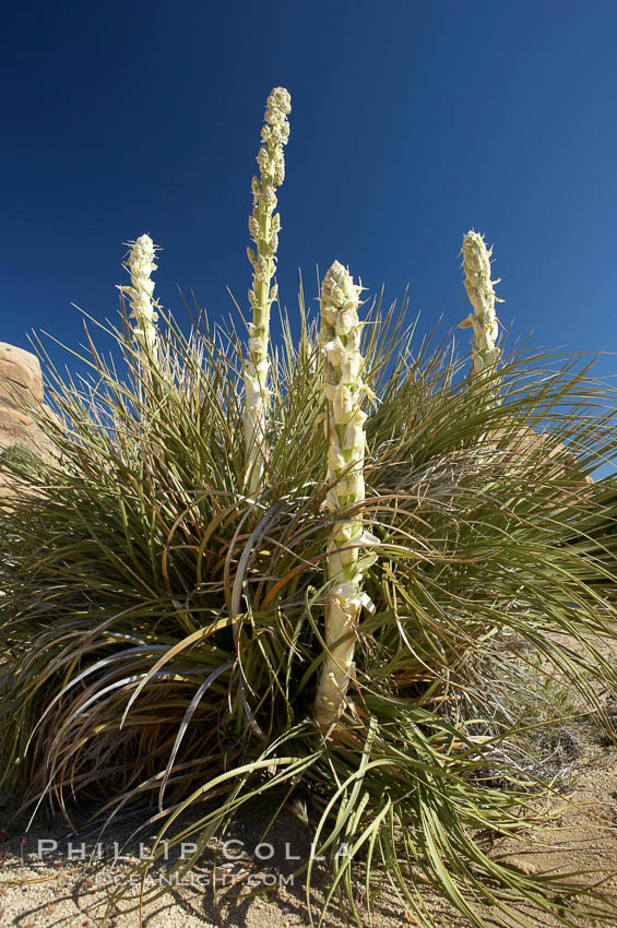 Unidentified yucca or agave. Joshua Tree National Park, California, USA, natural history stock photograph, photo id 11914