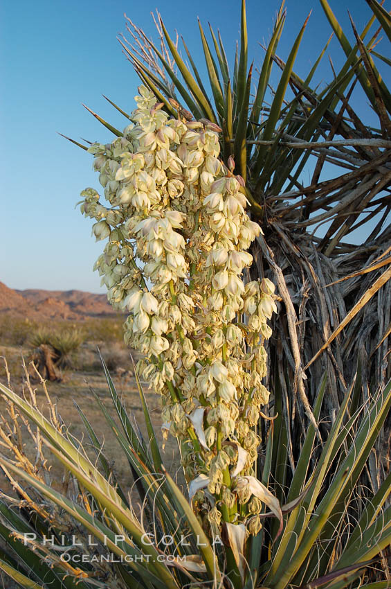 Fruit cluster of the Mojave yucca plant. Joshua Tree National Park, California, USA, Yucca schidigera, natural history stock photograph, photo id 09099