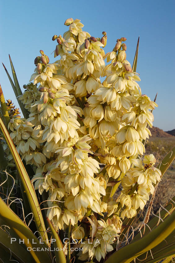 Fruit cluster of the Mojave yucca plant. Joshua Tree National Park, California, USA, Yucca schidigera, natural history stock photograph, photo id 09105