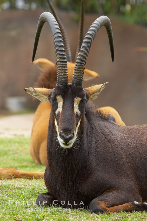 Zambian sable antelope., Hippotragus niger kirkii, natural history stock photograph, photo id 12535