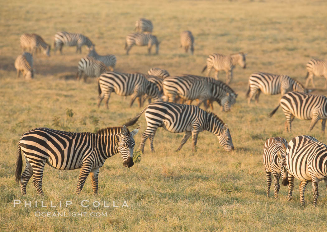Zebra, Amboseli National Park, Kenya., Equus quagga, natural history stock photograph, photo id 29596