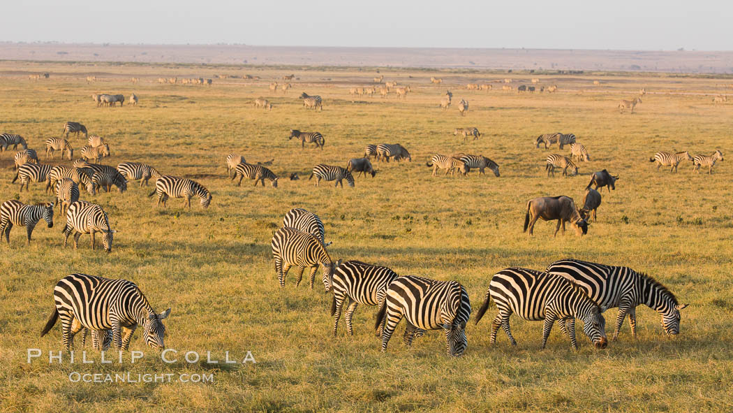 Zebra, Amboseli National Park, Kenya., Equus quagga, natural history stock photograph, photo id 29595