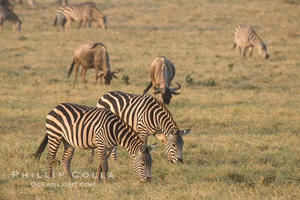 Zebra, Amboseli National Park, Kenya., Equus quagga, natural history stock photograph, photo id 29597