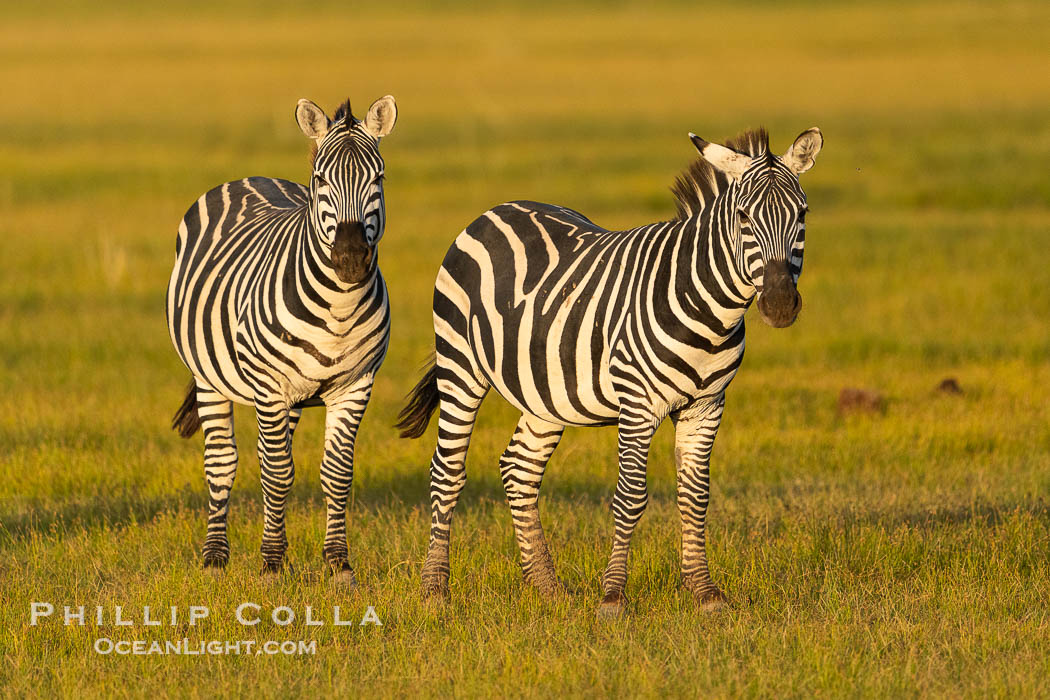 Zebra Equus quagga, Amboseli National Park. Kenya, Equus quagga, natural history stock photograph, photo id 39592