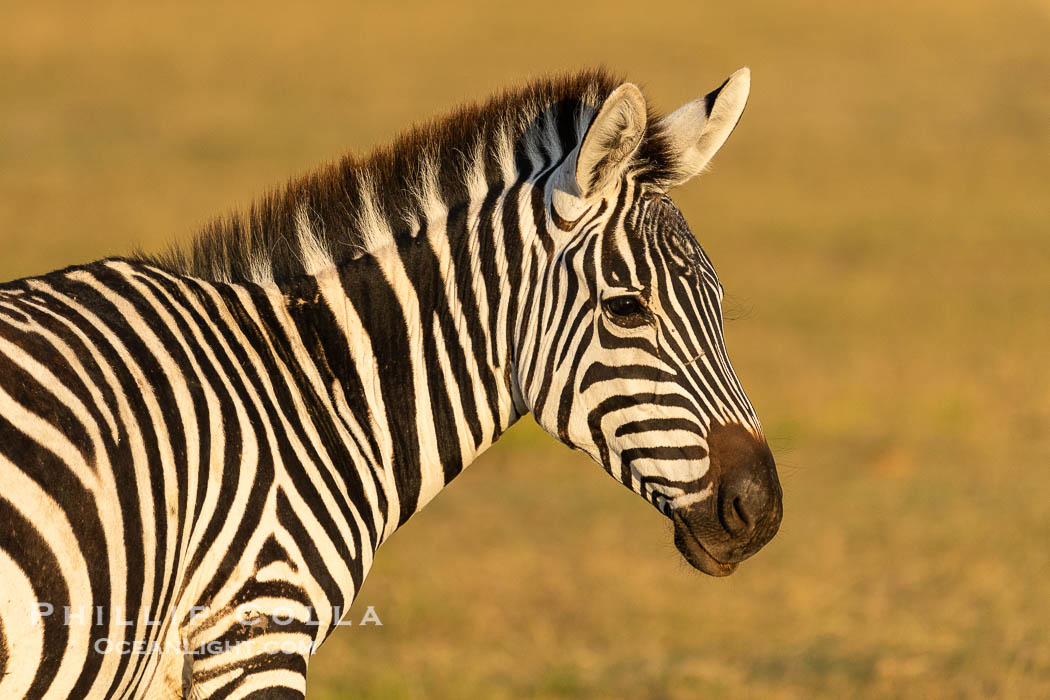 Zebra, Amboseli National Park., Equus quagga, natural history stock photograph, photo id 39743