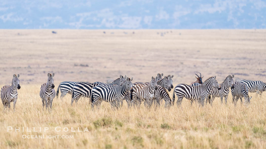 Zebra Herd, Greater Masai Mara, Kenya. Mara North Conservancy, Equus quagga, natural history stock photograph, photo id 39722