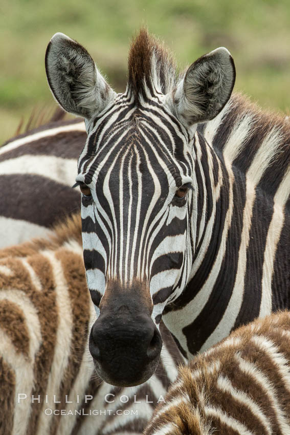 Zebra, Maasai Mara National Reserve, Kenya., Equus quagga, natural history stock photograph, photo id 29852