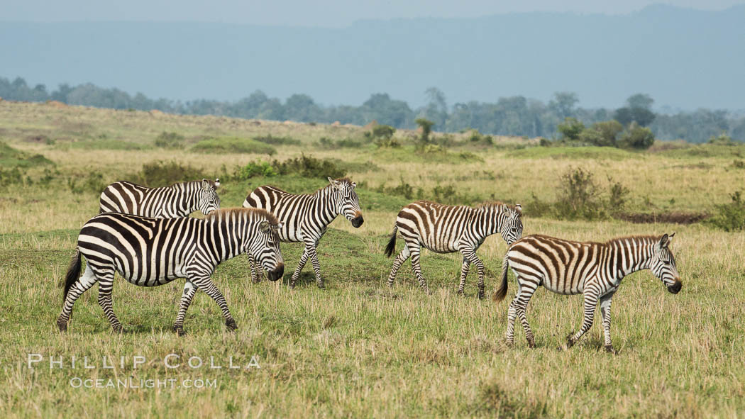 Zebra, Maasai Mara National Reserve, Kenya., Equus quagga, natural history stock photograph, photo id 29967