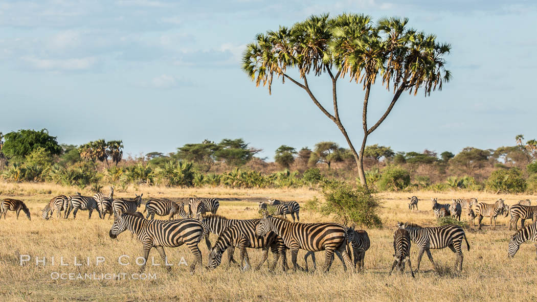 Zebra, Meru National Park, Kenya., Equus quagga, natural history stock photograph, photo id 29630