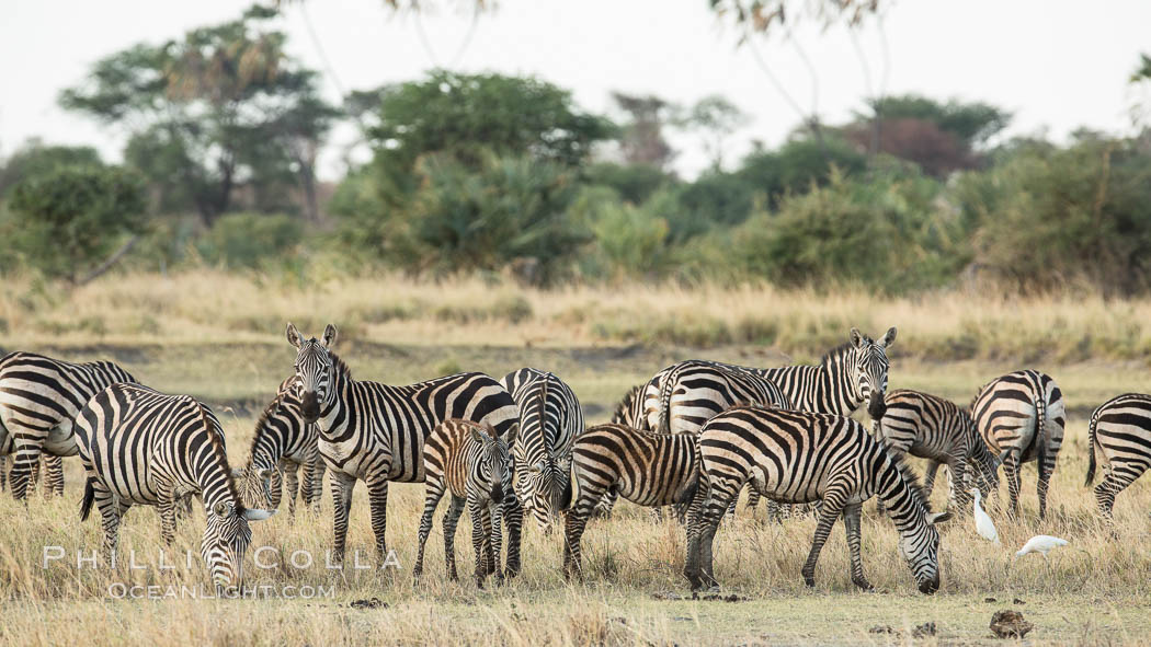 Zebra, Meru National Park, Kenya., Equus quagga, natural history stock photograph, photo id 29633