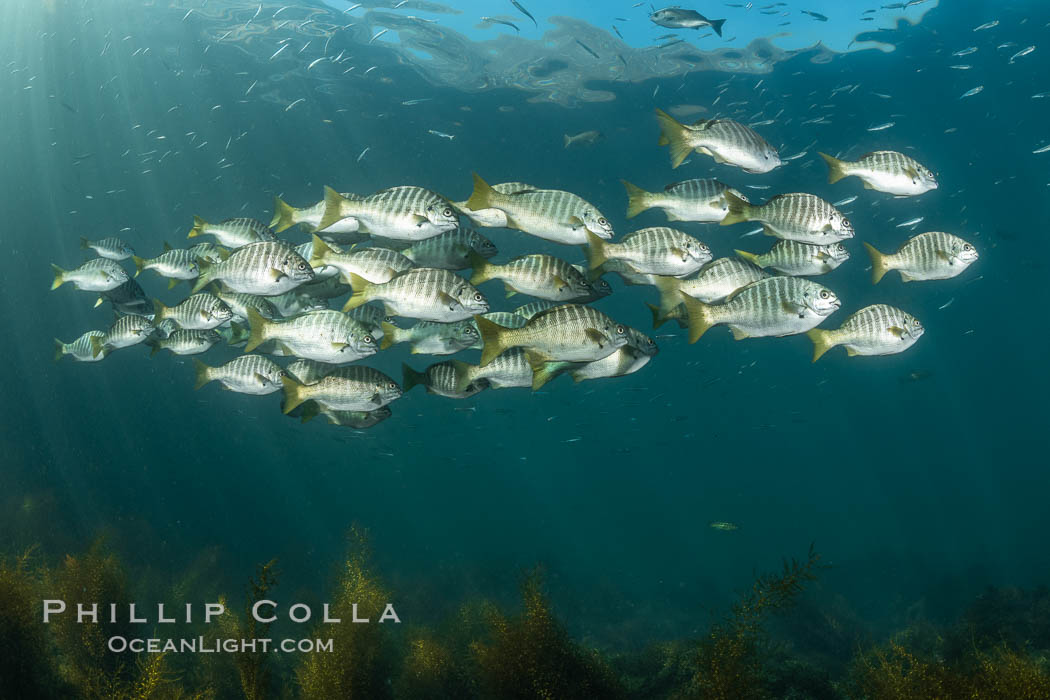 Zebra perch, Hermosilla azurea, Coronado Islands, Mexico, Hermosilla azurea, Coronado Islands (Islas Coronado)