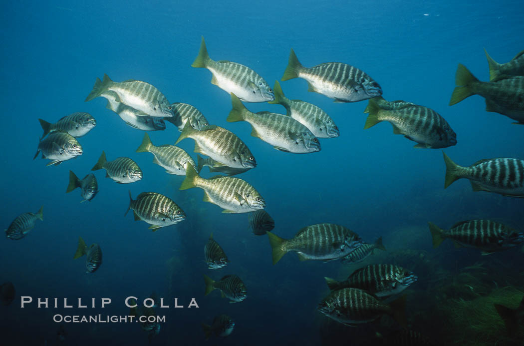 Zebra perch. San Benito Islands (Islas San Benito), Baja California, Mexico, Hermosilla azurea, natural history stock photograph, photo id 06199