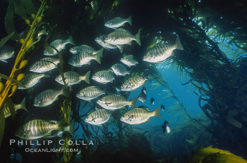 Zebra perch amid kelp forest. San Benito Islands (Islas San Benito), Baja California, Mexico, Hermosilla azurea, Macrocystis pyrifera, natural history stock photograph, photo id 06198