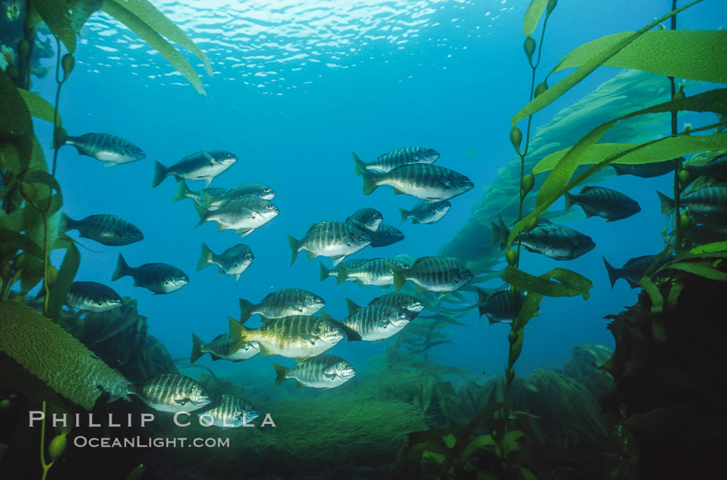 Zebra perch amid kelp forest. San Benito Islands (Islas San Benito), Baja California, Mexico, Hermosilla azurea, Macrocystis pyrifera, natural history stock photograph, photo id 06196