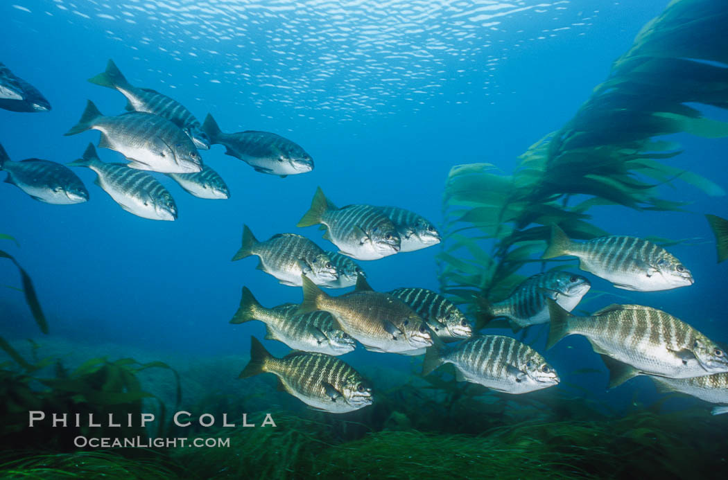 Zebra perch amid kelp forest, Islas San Benito. San Benito Islands (Islas San Benito), Baja California, Mexico, Hermosilla azurea, Macrocystis pyrifera, natural history stock photograph, photo id 06200